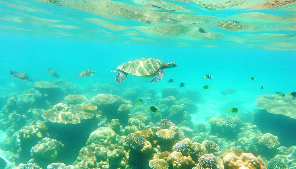 kauai s best snorkeling locations