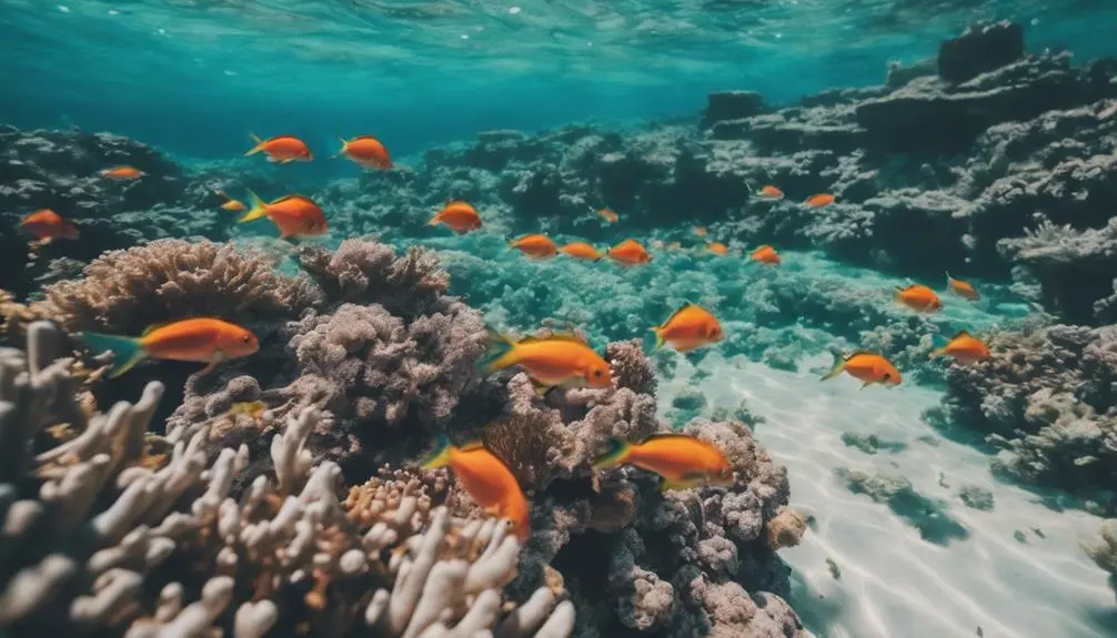 anini beach snorkeling paradise