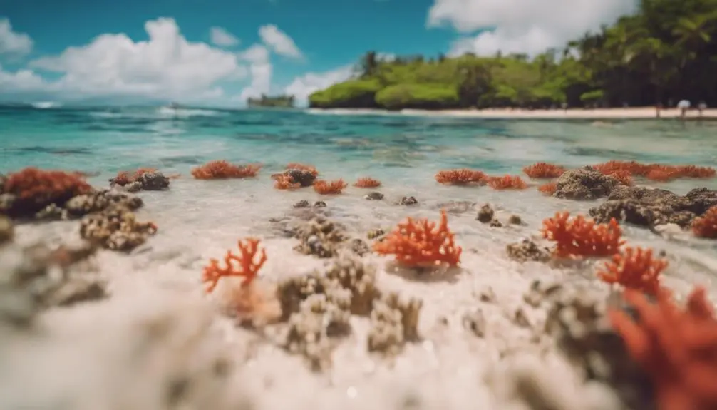 beautiful coral reefs explore