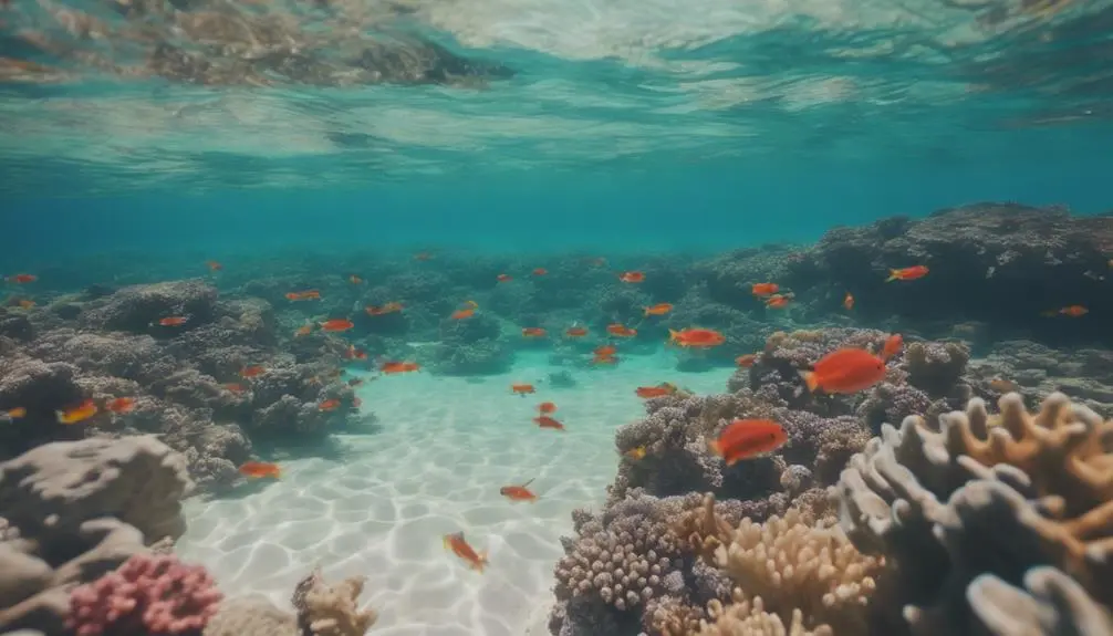 comparing kauai s beginner snorkeling