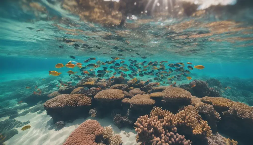 kauai s premier snorkeling locations