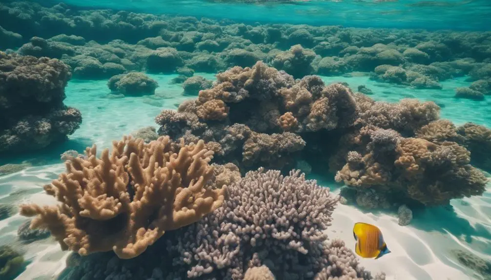 snorkeling at haena beach