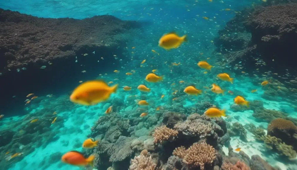 tropical snorkeling at lydgate