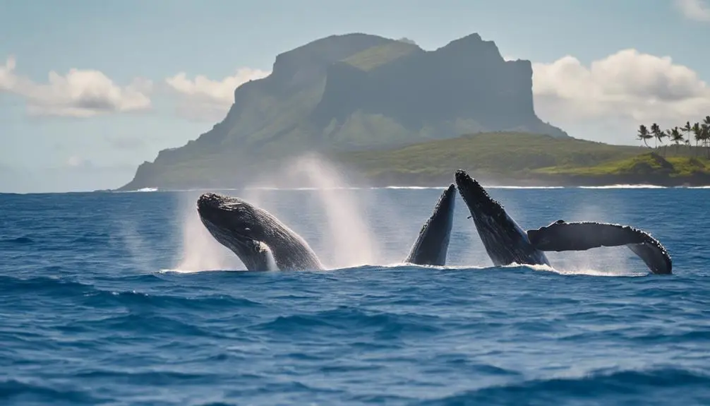 affordable whale watching tours