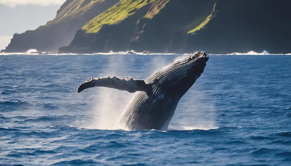 whale watching in kauai