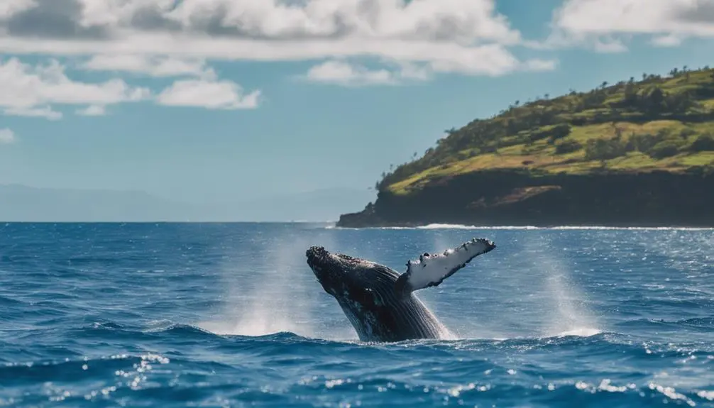whale watching in kauai